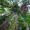 el yunque