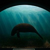 sad manatee
