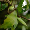 walking stick