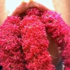 Love Lies Bleeding video still image