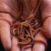 sex birth & death video still image