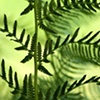 'Fern'