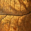 Translucent