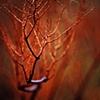 Red Bush