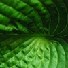 Hosta