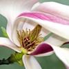 'Magnolia'