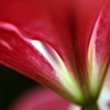 Stem
