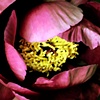 Peony