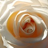'Wedding Rose'