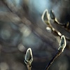 Preface To Spring