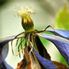 'Clematis'