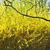 Forsythia