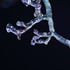 Frost