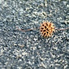 Seedling