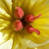 Peony