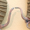 Semper Cupidus (Pair 5 detail)