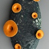 Canalis