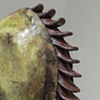 Solus (spine)