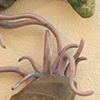 Semper Cupidus (pair 1 detail)