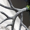 Pneumocystis (detail)