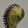 Solus