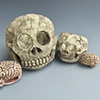 Skulls & Brains