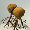 Malaise (other view)