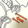 Prosthetic Organs: Five Senses Stimulators