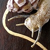 Threatened Species Keepsake