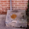 Cat food.  Ithaca, NY.
