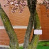 Magnolia.  Ithaca, NY.