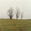 Three trees