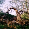 Split tree.  Ludlowville, NY.