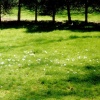 Yard.  Rochester, NY.