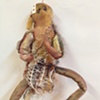 Doll: Miliodorus