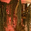Freak Tree