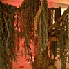 Untitled (Freak Tree)