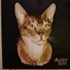 *AYLER*