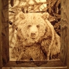 *BEAR IN THE WINDOW*