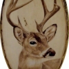 *DEER PORTRAIT*