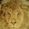 *KING OF THE JUNGLE*