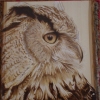 WILDLIFE 