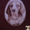 *BEAGLE*