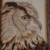*OWL PROFILE*
