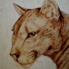 *MOUNTAIN LION*