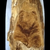*BEAR VALLEY*
