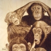 EXOTIC ANIMALS