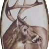 *BUCK*