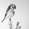 Kestral's Viewpoint