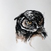 Owl Portrait